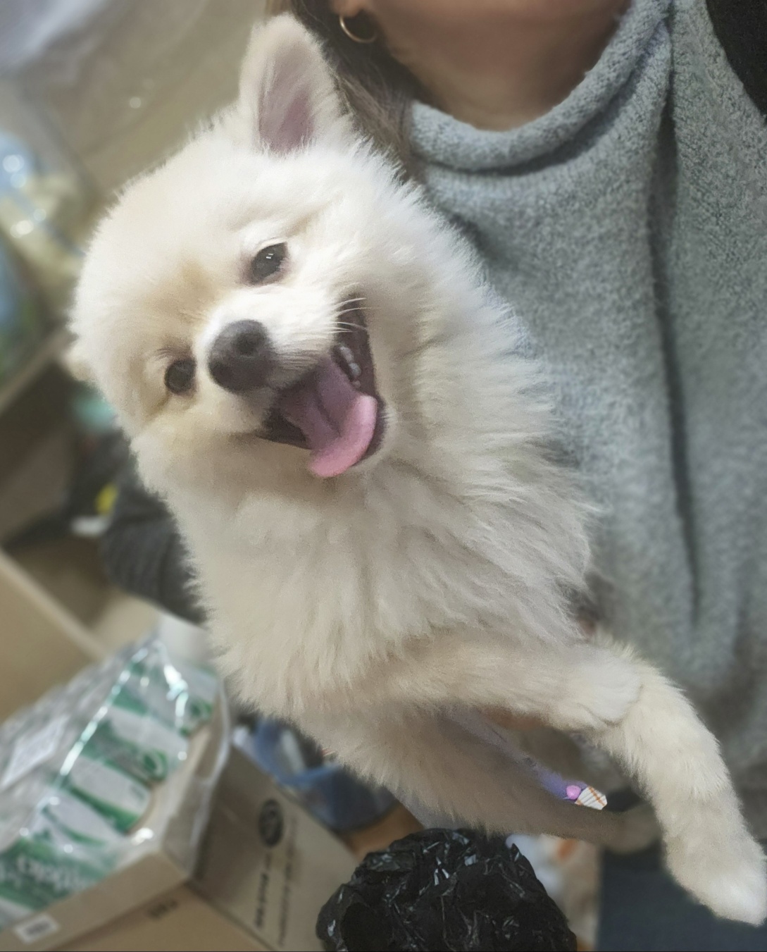 울산유기동물보호센터_431369202400072